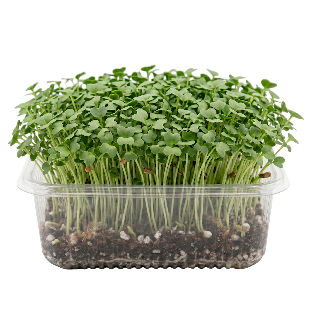 Brócoli